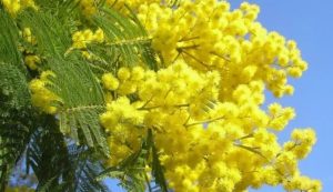Mimose