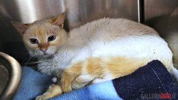 GATTI AVVELENATI PADRU