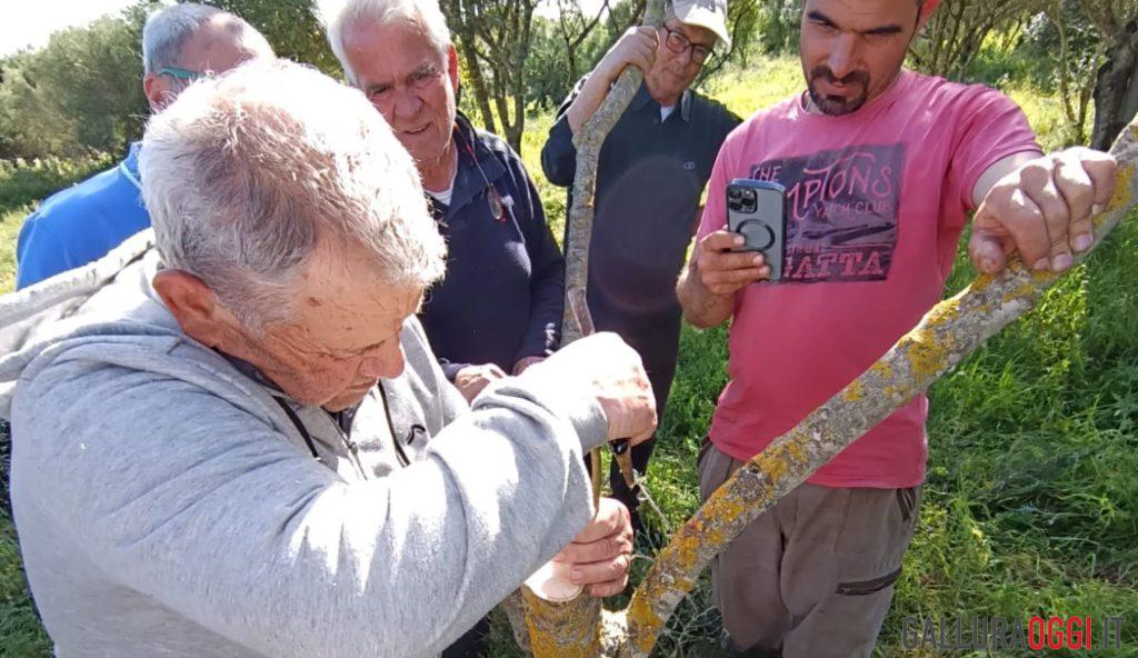 Ad Arzachena un corso di potatura ulivi, tra teoria e pratica