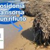 Comitato ambientalista contesta la rimozione della Posidonia a Palau