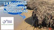Comitato ambientalista contesta la rimozione della Posidonia a Palau