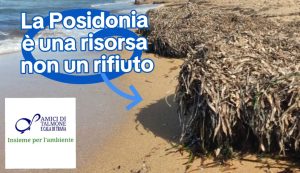 Comitato ambientalista contesta la rimozione della Posidonia a Palau
