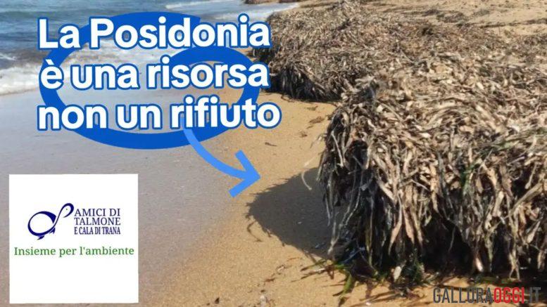 Comitato ambientalista contesta la rimozione della Posidonia a Palau
