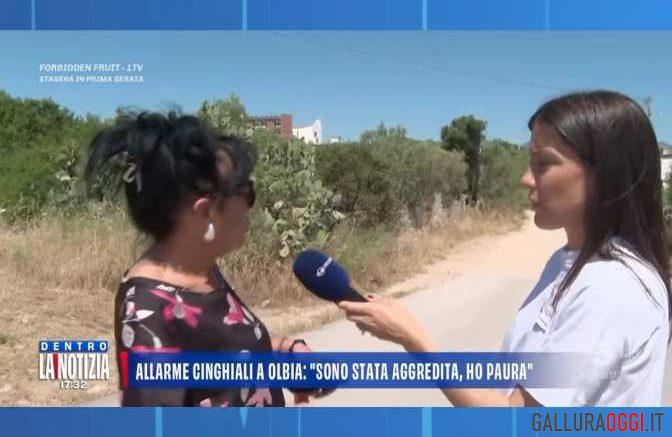 aggredita cinghiali olbia