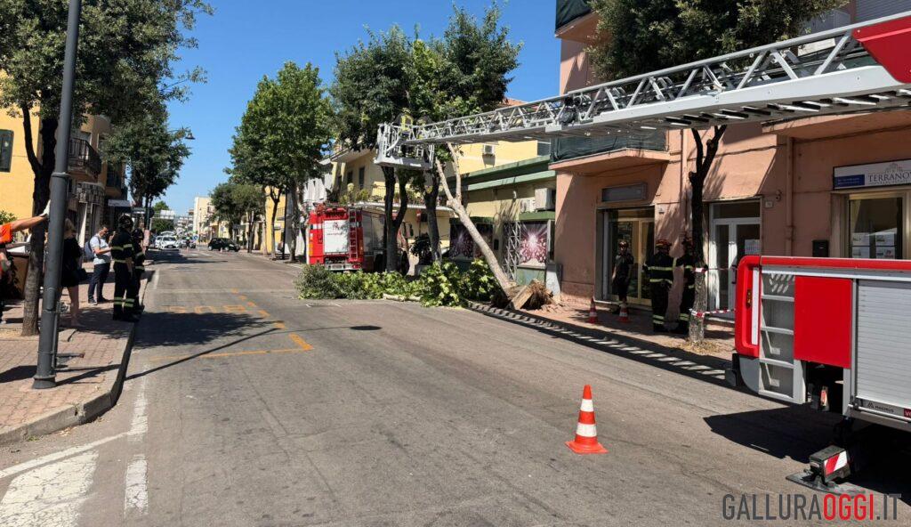 Albero cade in centro a Olbia