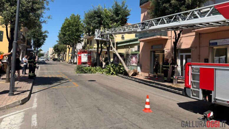 Albero cade in centro a Olbia