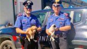 cani golfo aranci abbandonati