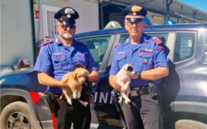 cani golfo aranci abbandonati