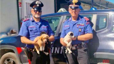 cani golfo aranci abbandonati