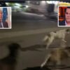 Rizzi contro Nizzi sui randagi