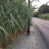 In via Bazzoni Sircana a Olbia è allarme sicurezza per ciclisti e pedoni