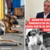 cani randagi olbia nizzi lida rizzi