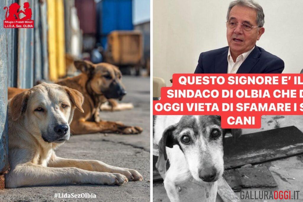 cani randagi olbia nizzi lida rizzi