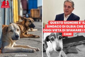 cani randagi olbia nizzi lida rizzi