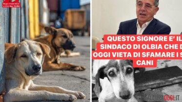 cani randagi olbia nizzi lida rizzi