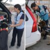 peste suina olbia golfo aranci porti controlli cani da ricerca