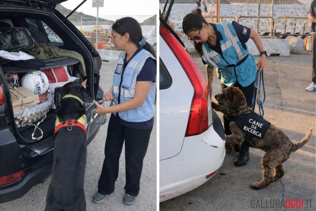 peste suina olbia golfo aranci porti controlli cani da ricerca