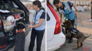 peste suina olbia golfo aranci porti controlli cani da ricerca