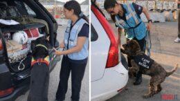 peste suina olbia golfo aranci porti controlli cani da ricerca