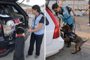 peste suina olbia golfo aranci porti controlli cani da ricerca