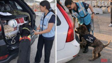 peste suina olbia golfo aranci porti controlli cani da ricerca