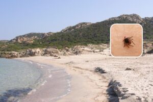 zecche la maddalena bassa trinita