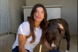 Elisabetta canalis