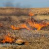 Incendio erba