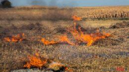 Incendio erba