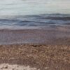 Posidonia spiaggia