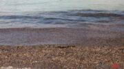 Posidonia spiaggia