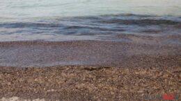 Posidonia spiaggia