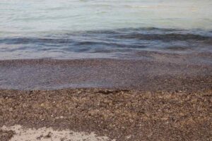 Posidonia spiaggia