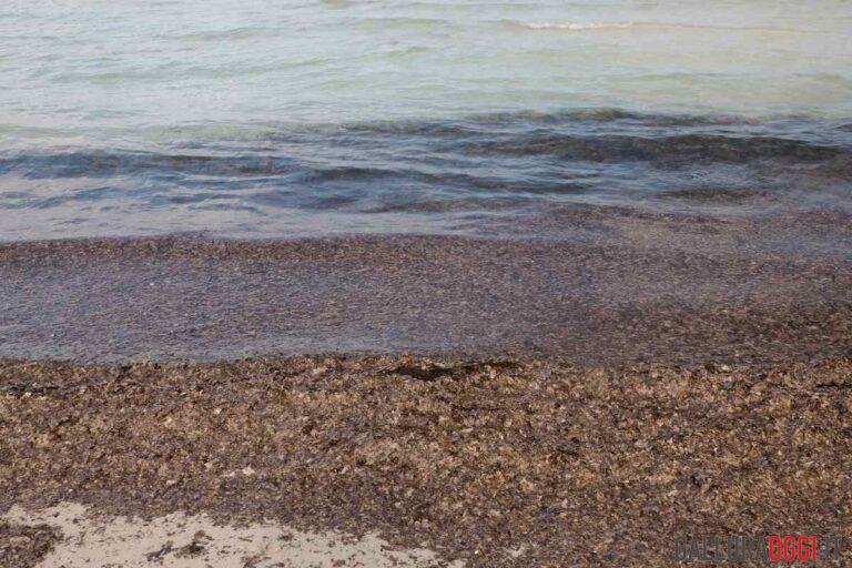 Posidonia spiaggia