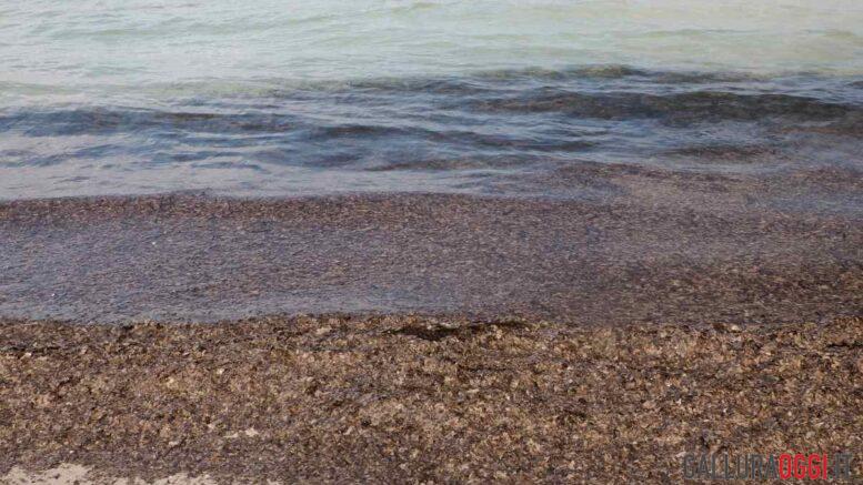 Posidonia spiaggia