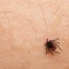 zecca zecche disinfestazione