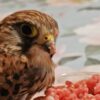 Falco Loiri porto san paolo