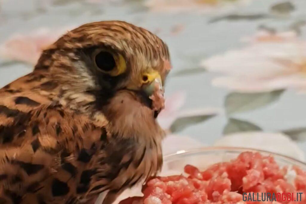 Falco Loiri porto san paolo