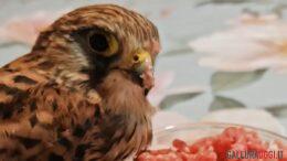 Falco Loiri porto san paolo