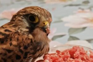 Falco Loiri porto san paolo