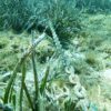 Posidonia