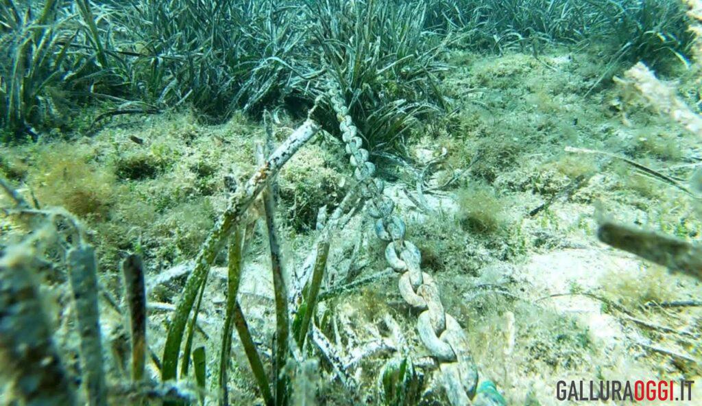 Posidonia