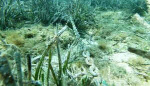 Posidonia