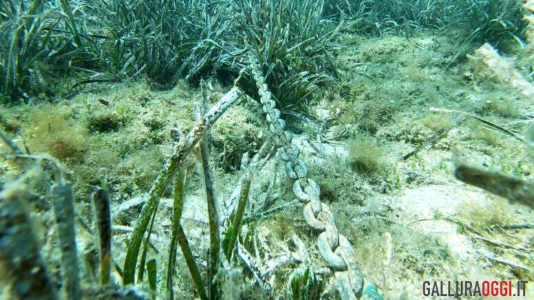Posidonia