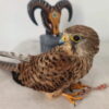 Falco Loiri porto san paolo