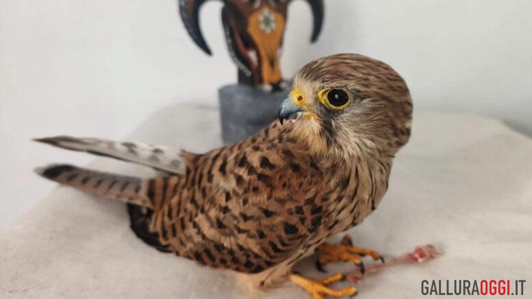 Falco Loiri porto san paolo