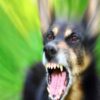 aggressione cane