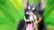 aggressione cane