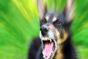 aggressione cane