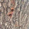 alberi telti